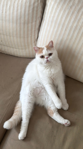 Ücretsiz Sahiplendirme fotoğraf