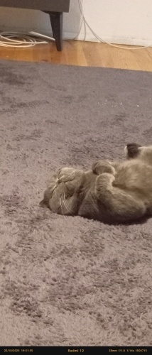 Ücretsiz sahiplendirilecek scottish fold genç kedi fotoğraf