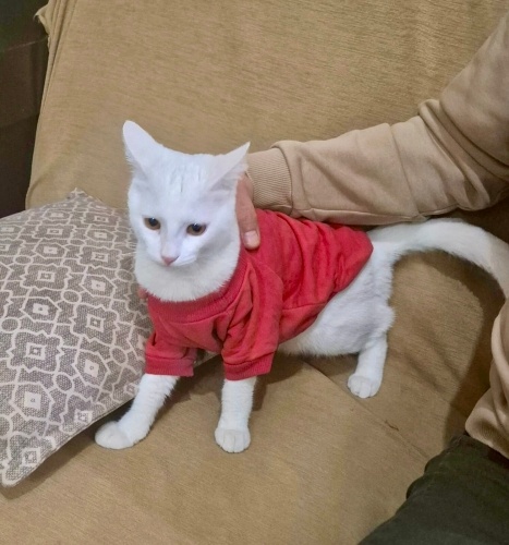 SAHİBİ KENDİ ELİYLE PARKA TERKETMİŞTİ, GEÇİCİ YUVA DA ALIN ARTIK DİYOR😿 fotoğraf