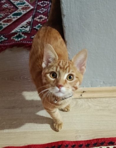 Minik üç aylık sarman fotoğraf