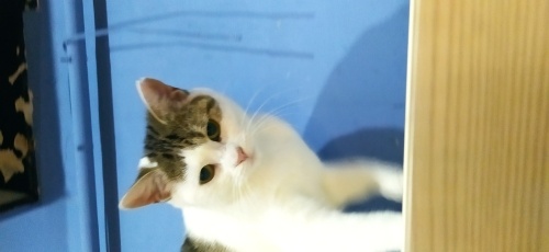 Cimcime yuvasını arıyor 🐾 fotoğraf