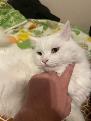 Ücretsiz kedimizi sahiplendiriyoruzz fotoğraf