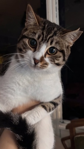 🌼 Masum | 6 Aylık | Yuva Arıyor 🌼 fotoğraf