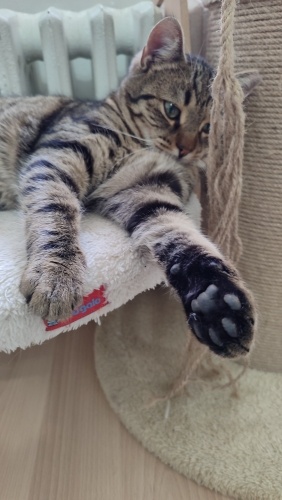 Kucak ve temas aşığı miniğe hayran kalacaksınız fotoğraf