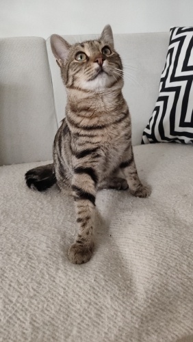 Temas aşığı 2 minnoş şanslı ailesini arıyor fotoğraf