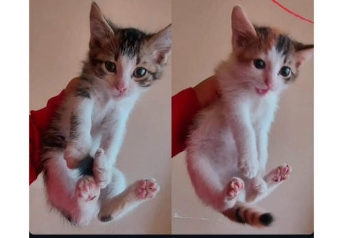 İki miniş erkek bebek fotoğraf