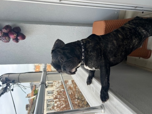 French Bulldog Gece fotoğraf