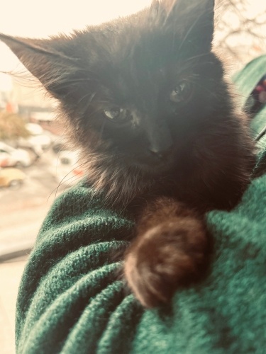 Sokakta buldum ona yuva ol fotoğraf