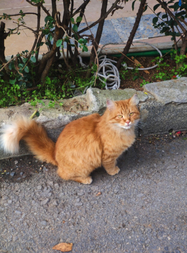 SARMAN KIZIMIZA GÜZEL BİR YUVA fotoğraf