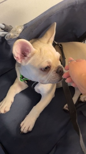 6 aylık dişi french buldog fotoğraf