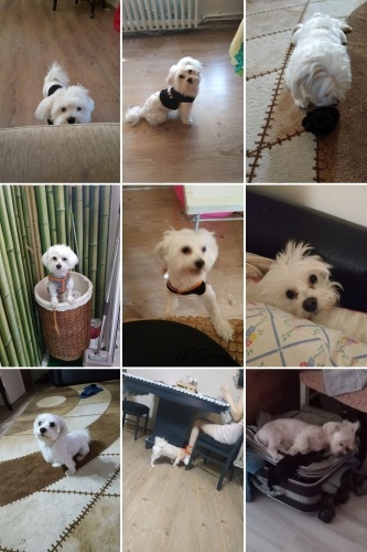 ücretsiz sahiplendirilecek fotoğraf