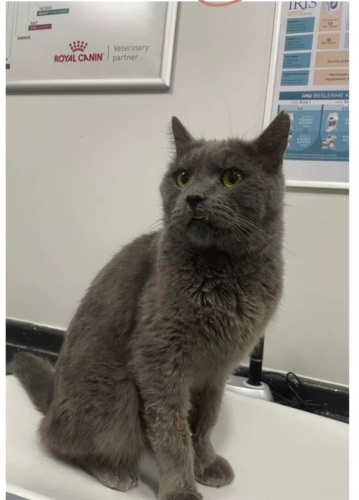 Yakışıklı British shorthair oğlumuz Pars fotoğraf