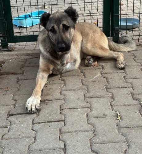 3 bacaklı kahramanımız Paşa❤️Engelli canlara öncelik🙏🏻 fotoğraf
