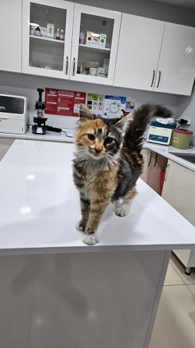 Güzel tüylü zeliş yuva arıyor fotoğraf