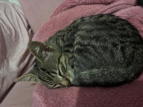 lütfen bu şanslıya yuva olun😜 fotoğraf