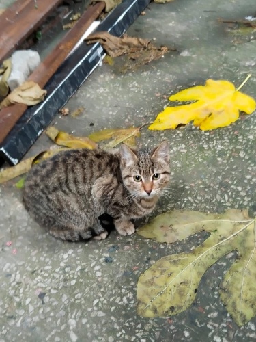 MERCANA güzel Yuva arıyorum ömürlük fotoğraf