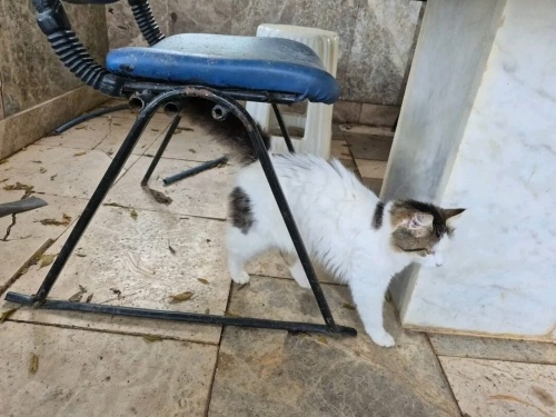 Güzeller güzeli Pazkiz kendi kadar güzel ve mutlu yuva arıyoruz. fotoğraf