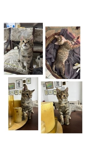 Kendisi küçük sevgisi büyük Cücü fotoğraf