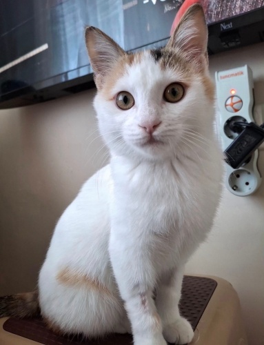 Sevecen Tatlı Oyuncu İnsan Canlısı Kedi fotoğraf