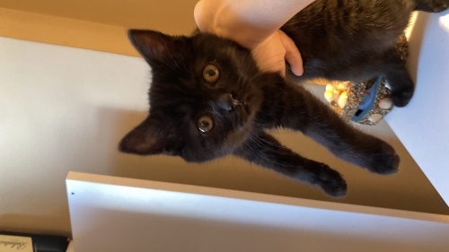 Uysal eğitimli ev kedisi fotoğraf