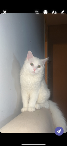 Oshimenin ailesi olur musun fotoğraf