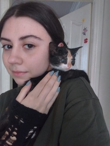 Miniş yuva arıyor fotoğraf