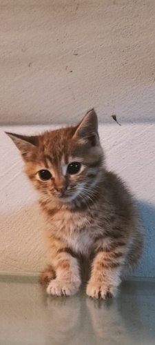 Oyuncu minik kizimiz yuvasını bekliyor fotoğraf