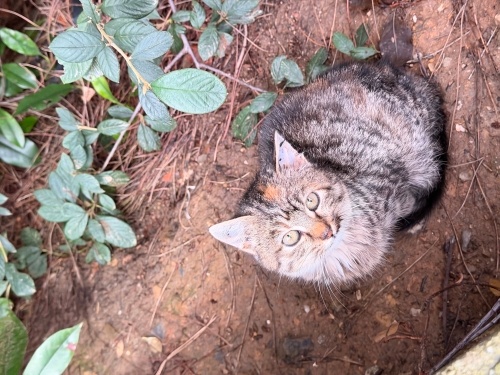 Yavru kedi kardeşini araba ezdi lütfen acil yuva fotoğraf