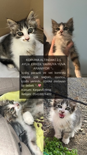 2.5 AYLIK ERKEK UZUN TÜYLÜ TEKİR NORVEÇ ORMAN KEDİSİ MELEZİ YAVRU KEDİ fotoğraf