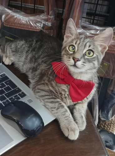 Çok tatlı, kısırlaştırıldı ve parazit aşıları yapıldı. fotoğraf