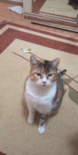 4 YAŞINDA KISIR CALİCO KIZ ÖMÜRLÜK YUVASINI ARIYOR AYAZAĞA fotoğraf