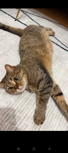 Leb demeden leblebiyi anlayan akıllı kedi fotoğraf