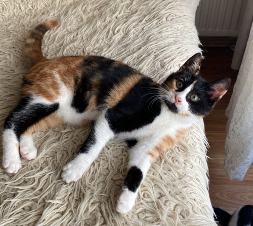 Acil yuva aranıyor fotoğraf