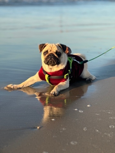 Aşıları tam saf ırk dişi pug fotoğraf