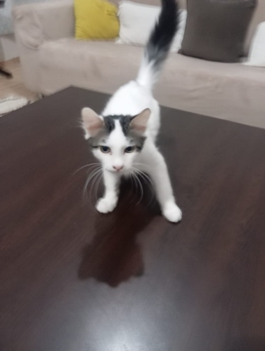 Acil ömürlük yuva arıyor fotoğraf