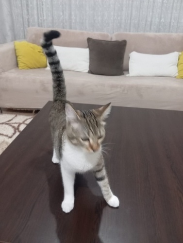 Acil ömürlük yuva arıyorlar fotoğraf