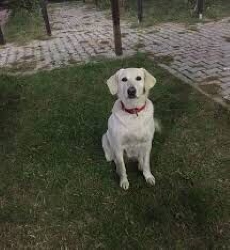 Alan Koruma Köpeği-Labrador fotoğraf