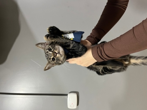 Kardeşi yuvalandı tek kaldı fotoğraf