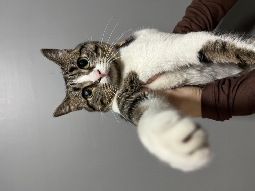 Iffet’e yuva arıyoruz fotoğraf