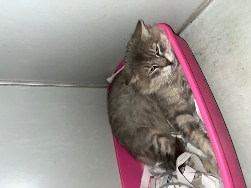 Derbeder’e yuva arıyoruz fotoğraf