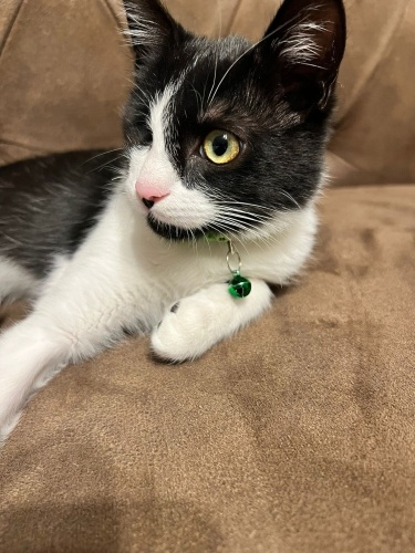 Tek gözlü ve sağır bir bebek BOBO tam bir tüy top!!Sokakta yapamaz!! fotoğraf