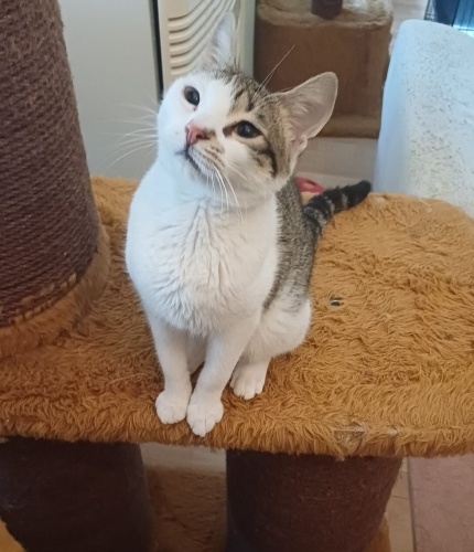 İnsanla iletişimi yüksek 5 aylık dişi yavru fotoğraf