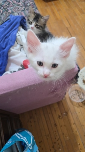 3 Yakışıklı kardeşe yuva arıyoruz fotoğraf