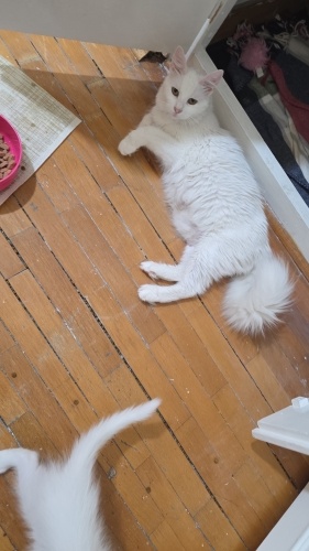 Kuğu gibi bir güzellik fotoğraf