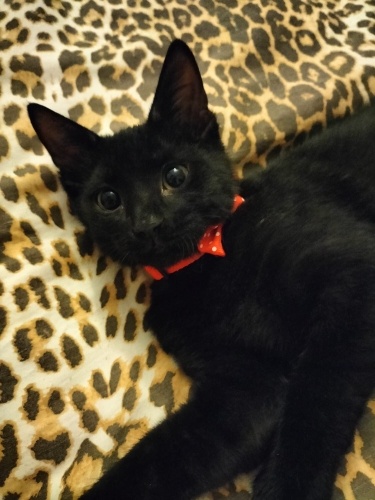 Bombay Aşk’tır ❤️ fotoğraf