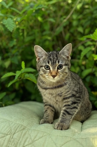 Minik şekerleme ailesini bekliyor fotoğraf