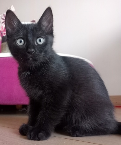 Minik Kara Oğluş fotoğraf