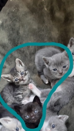 BEBİKLERİMİZE SICAK BİR YUVA ARIYORUZ fotoğraf