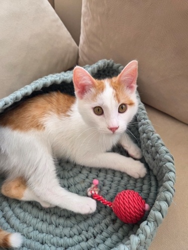 3 Aylık Yavru Kediye Acil Yuva fotoğraf