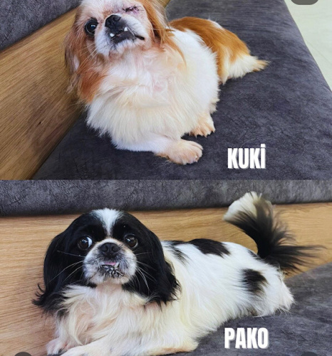 Kuki ve Pako beraber ömürlük yuvalarını arıyorlar! fotoğraf